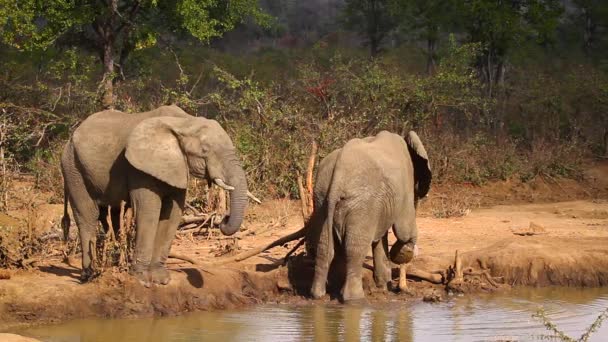 Dos Elefantes Arbustos Africanos Bebiendo Pozo Agua Parque Nacional Kruger — Vídeo de stock