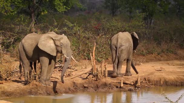Due Elefanti Del Bush Africano Che Bevono Pozza Acqua Nel — Video Stock