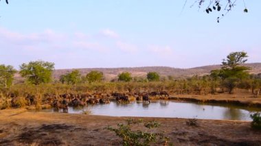 Güney Afrika 'daki Kruger Ulusal Parkı' ndaki su birikintisinde içen Afrika sığır sürüsü Bovidae 'nin Specie Syncerus caffer ailesi