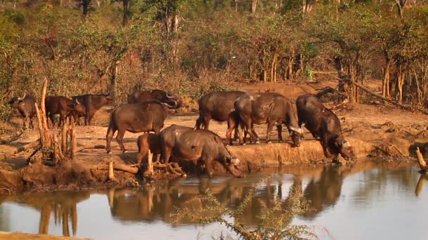 南アフリカのクルーガー国立公園のウォーターホールでアフリカの水牛の群れを飲んでいます — ストック動画