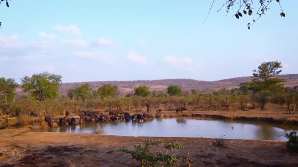 南アフリカのクルーガー国立公園のウォーターホールでアフリカの水牛の群れを飲んでいます — ストック動画