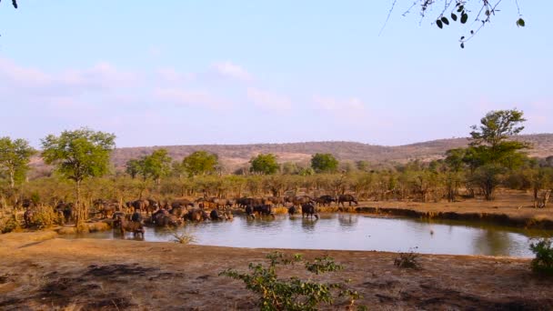 在南非克鲁格国家公园的水坑饮水的非洲水牛群 Bovidae水牛科物种 — 图库视频影像