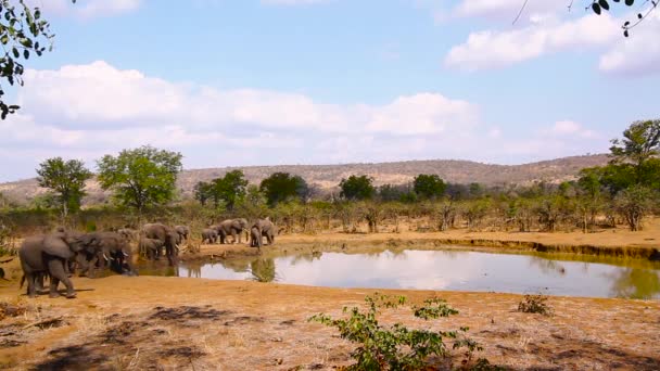 在南非克鲁格国家公园的水坑饮水的非洲丛林象群 Elephantidae的非洲象科物种 — 图库视频影像