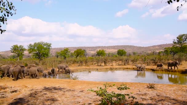 Manada Africana Elefantes Arbustos Bebiendo Pozo Agua Parque Nacional Kruger — Vídeo de stock