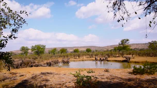在南非克鲁格国家公园的水坑饮水的非洲丛林象群 Elephantidae的非洲象科物种 — 图库视频影像