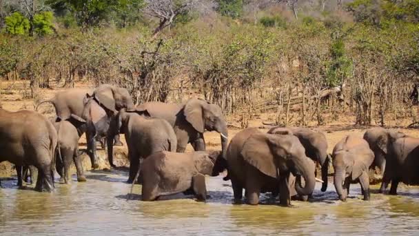 Camarão Africano Elefante Goup Banhar Buraco Água Parque Nacional Kruger — Vídeo de Stock