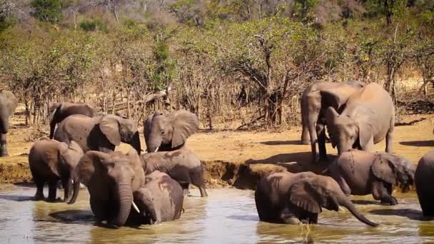 Camarão Africano Elefante Goup Banhar Buraco Água Parque Nacional Kruger — Vídeo de Stock