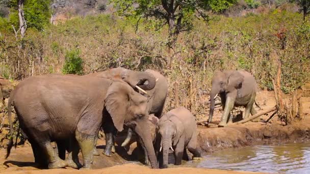 Afrikansk Buske Elefantpåsen Badar Vattenhål Kruger Nationalpark Sydafrika Specie Loxodonta — Stockvideo