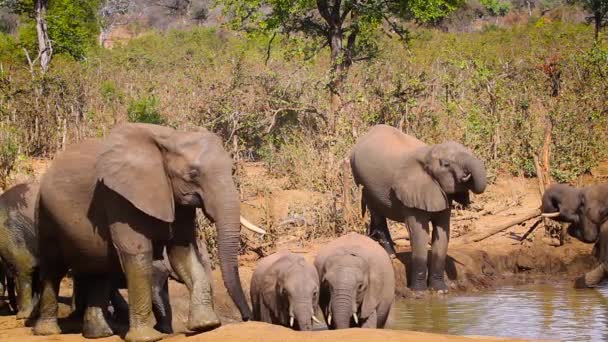 African Bush Elephant Goup Bathing Waterhole Kruger National Park South — Stock Video