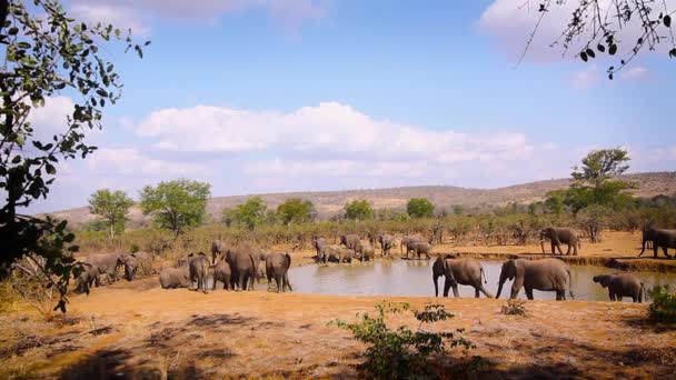 南アフリカのクルーガー国立公園のウォーターホールを歩くアフリカのブッシュ象の群れ 種Loxodontaアフリカゾウ科 — ストック動画