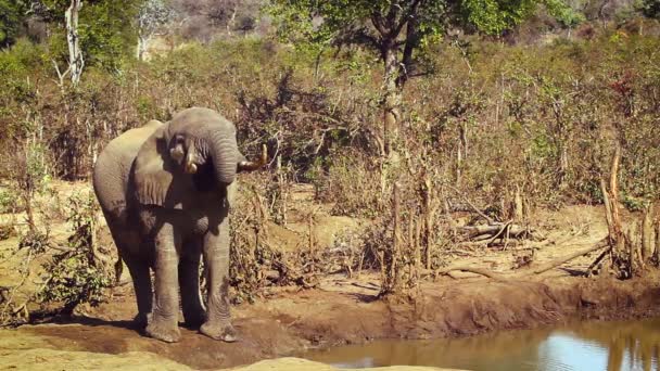 Afrikansk Buske Elefanttusker Dricker Vattenhål Kruger National Park Sydafrika Art — Stockvideo