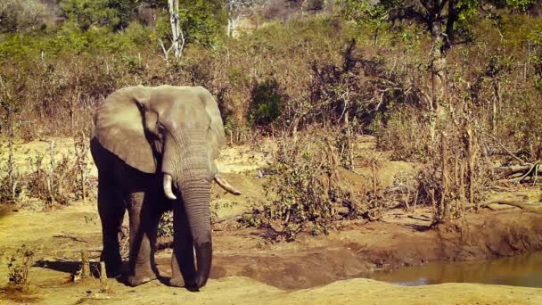 Afrikansk Buske Elefanttusker Dricker Vattenhål Kruger National Park Sydafrika Art — Stockvideo