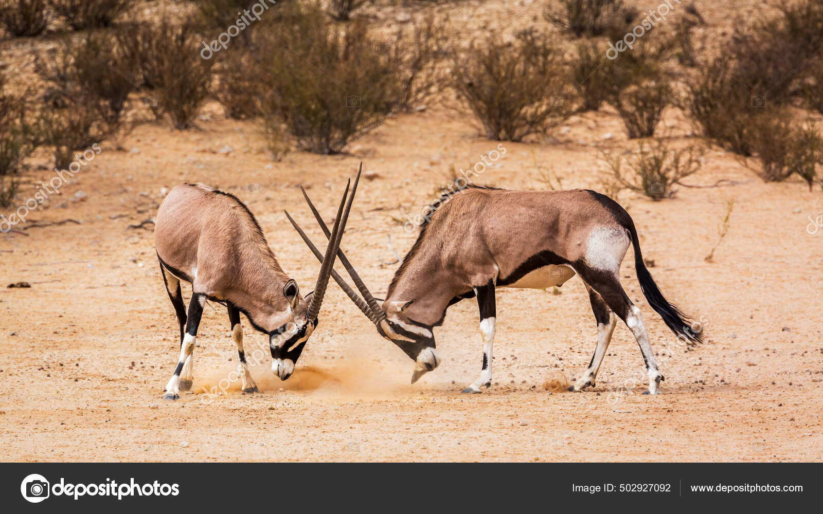 ゲムズボック写真素材 ロイヤリティフリーゲムズボック画像 Depositphotos