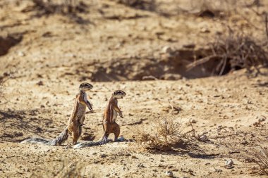 Güney Afrika 'daki Kgalagadi sınır ötesi parkında alarm halindeki iki sincap; Sciuridae familyasından Specie Xerus inauris
