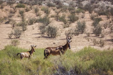 Güney Afrika 'daki Kgalagadi sınır ötesi parkında dişi ve yavru antilop; Bovidae familyasından Specie Alcelaphus buselaphus