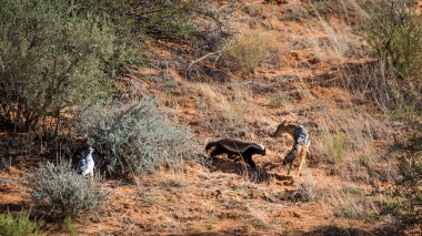 Bal porsuğu, Siyah destekli çakal ve Güney Afrika 'daki Kgalagadi sınır ötesi parkında avlanan Solgun İlahi Şahin.