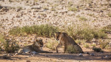 Güney Afrika 'daki Kgalagadi sınır ötesi parkında dinlenen iki Afrikalı dişi aslan, Felidae familyasından Specie Panthera Leo.