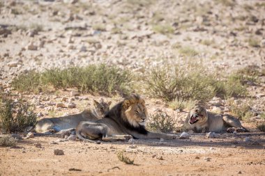 Güney Afrika 'daki Kgalagadi sınır ötesi parkında yatan Afrika aslanı erkek ve iki dişi; Felidae familyasından Specie Panthera Leo