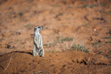 Güney Afrika 'daki Kgalagadi sınır ötesi parkındaki kum tepeciklerinde Meerkat alarmı; Herpestidae ailesinden Specie Suricata Suricatta