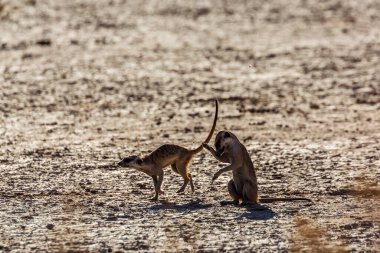 Güney Afrika 'daki Kgalagadi sınır ötesi parkında koşan iki mirket; Herpestidae familyasından Specie Suricata suricatta