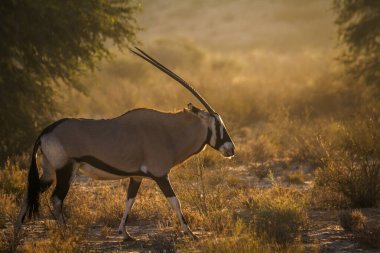 Güney Afrika antilobu şafak vakti Güney Afrika 'daki Kgalagadi sınır ötesi parkında yürüyordu. Bovidae familyasından Specie Oryx gazella.