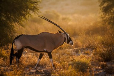 Güney Afrika antilobu şafak vakti Güney Afrika 'daki Kgalagadi sınır ötesi parkında yürüyordu. Bovidae familyasından Specie Oryx gazella.