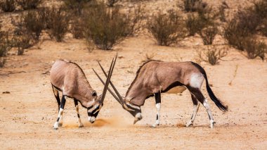 Güney Afrika 'da Kgalagadi sınır ötesi parkında dövüşen iki Güney Afrika antilobu boğası Bovidae familyasından Specie Oryx gazella.