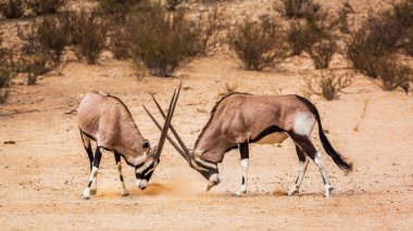 Two South African Oryx bull fighting in Kgalagadi transfrontier park, South Africa; specie Oryx gazella family of Bovidae clipart
