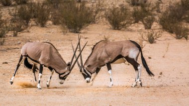 Güney Afrika 'da Kgalagadi sınır ötesi parkında dövüşen iki Güney Afrika antilobu boğası Bovidae familyasından Specie Oryx gazella.