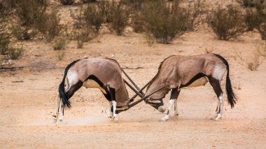 Güney Afrika 'da Kgalagadi sınır ötesi parkında dövüşen iki Güney Afrika antilobu boğası Bovidae familyasından Specie Oryx gazella.