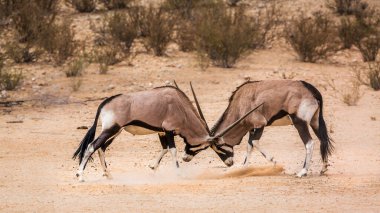 Güney Afrika 'da Kgalagadi sınır ötesi parkında dövüşen iki Güney Afrika antilobu boğası Bovidae familyasından Specie Oryx gazella.