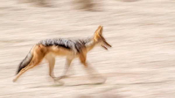 Black Backed Jackal Running Long Exposure Effect Kgalagadi Transfrontier Park — Stock Photo, Image