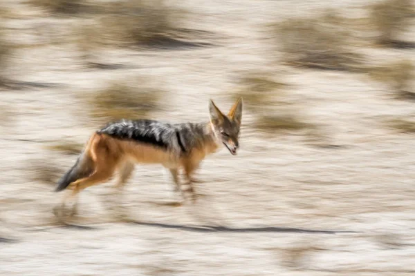 Schwarzrückenschakal Läuft Mit Langzeitbelichtung Kgalagadi Grenzpark Südafrika Familie Der Canidae — Stockfoto