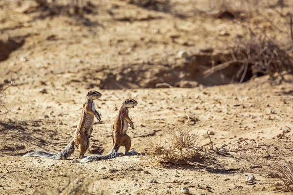 Dos Ardillas Terrestres Del Cabo Alerta Tierra Firme Parque Transfronterizo —  Fotos de Stock