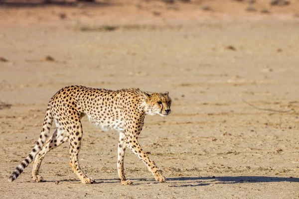 Gepard Lovu Procházky Poušti Kgalagadi Přeshraniční Park Jižní Afrika Druh — Stock fotografie