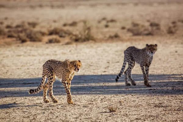 Dois Jovens Cheetahs Caminhando Deserto Kgalagadi Parque Transfronteiriço África Sul — Fotografia de Stock
