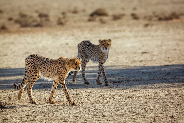 Δύο Νέοι Cheetahs Περπάτημα Στην Έρημο Kgalagadi Διασυνοριακό Πάρκο Νότια — Φωτογραφία Αρχείου