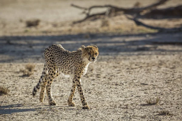Young Cheetah Walking Desert Kgalagadi Διασυνοριακό Πάρκο Νότια Αφρική Specie — Φωτογραφία Αρχείου