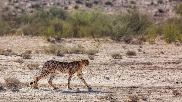 Mladý Gepard Procházky Poušti Kgalagadi Přeshraniční Park Jižní Afrika Druh — Stock fotografie