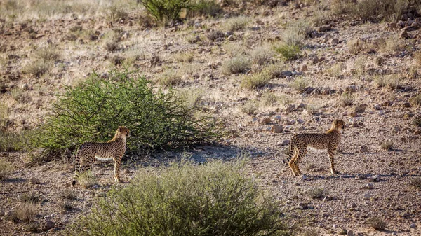 Twee Jonge Cheetahs Wandelen Woestijn Kgalagadi Grensoverschrijdende Park Zuid Afrika — Stockfoto