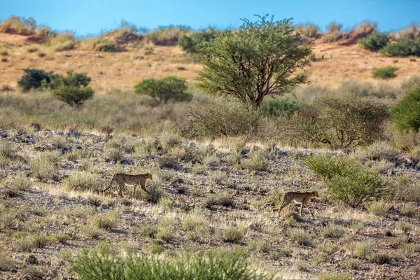 Twee Jonge Cheetahs Wandelen Woestijn Kgalagadi Grensoverschrijdende Park Zuid Afrika — Stockfoto