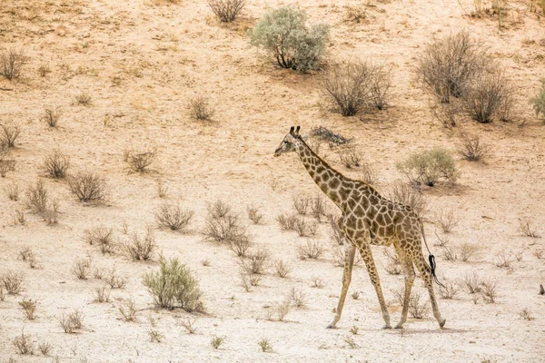 Giraffe Wandelen Dersert Gebied Kgalagadi Grensoverschrijdend Park Zuid Afrika Soort — Stockfoto