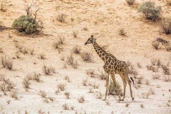 Girafe Marchant Dans Zone Dersert Dans Parc Transfrontalier Kgalagadi Afrique — Photo