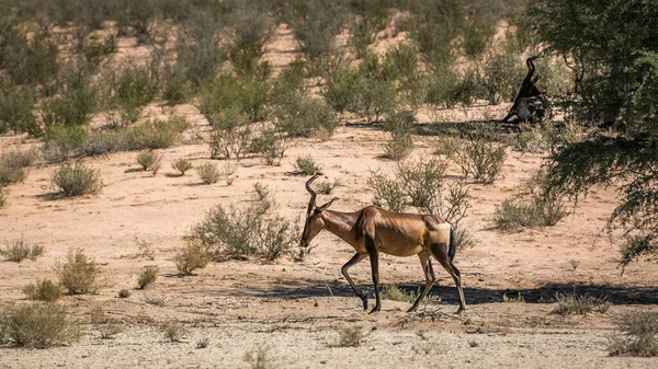 Güney Afrika Nın Kgalagadi Sınır Ötesi Parkında Çalılıklarda Yürüyen Antiloplar — Stok fotoğraf