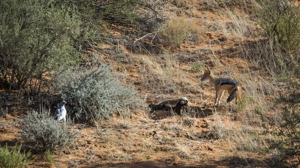 Bal porsuğu, Siyah destekli çakal ve Güney Afrika 'daki Kgalagadi sınır ötesi parkında avlanan Solgun İlahi Şahin.