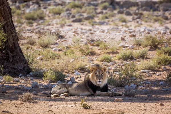 Africký Lev Samec Černá Hříva Lyng Dole Stínu Stromu Kgalagadi — Stock fotografie