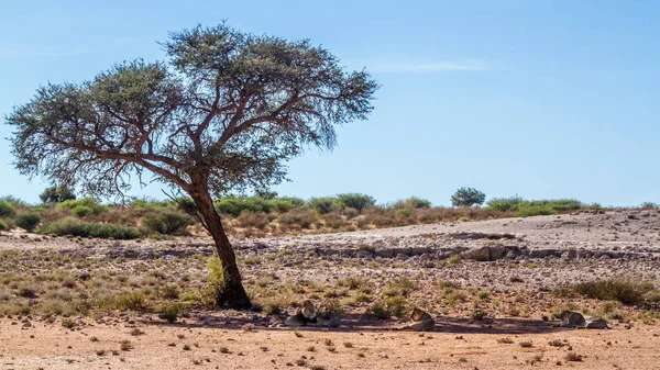 Africký Lev Samec Tři Lev Ležící Jejich Stanovišti Kgalagadi Přeshraniční — Stock fotografie