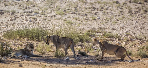 Drie Afrikaanse Leeuwin Rustend Schaduw Kgalagadi Grensoverschrijdend Park Zuid Afrika — Stockfoto