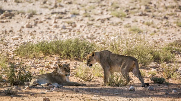 Twee Afrikaanse Leeuwin Rustend Schaduw Kgalagadi Grensoverschrijdend Park Zuid Afrika — Stockfoto