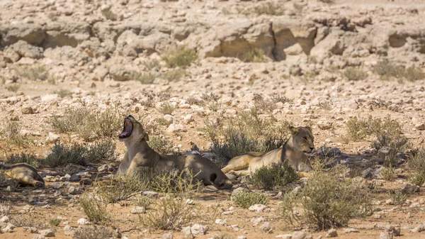 Twee Afrikaanse Leeuwin Liggend Onder Schaduw Geeuwen Kgalagadi Grensoverschrijdend Park — Stockfoto